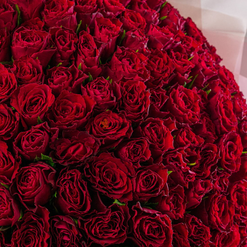 101 красная фирменная роза