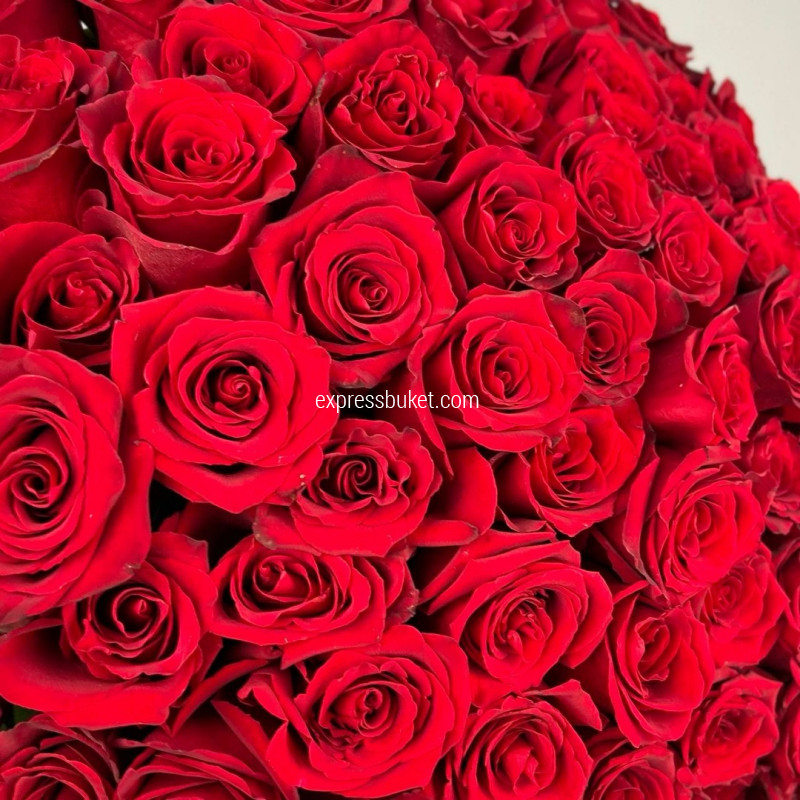 Букет из 101 красной розы Премиум